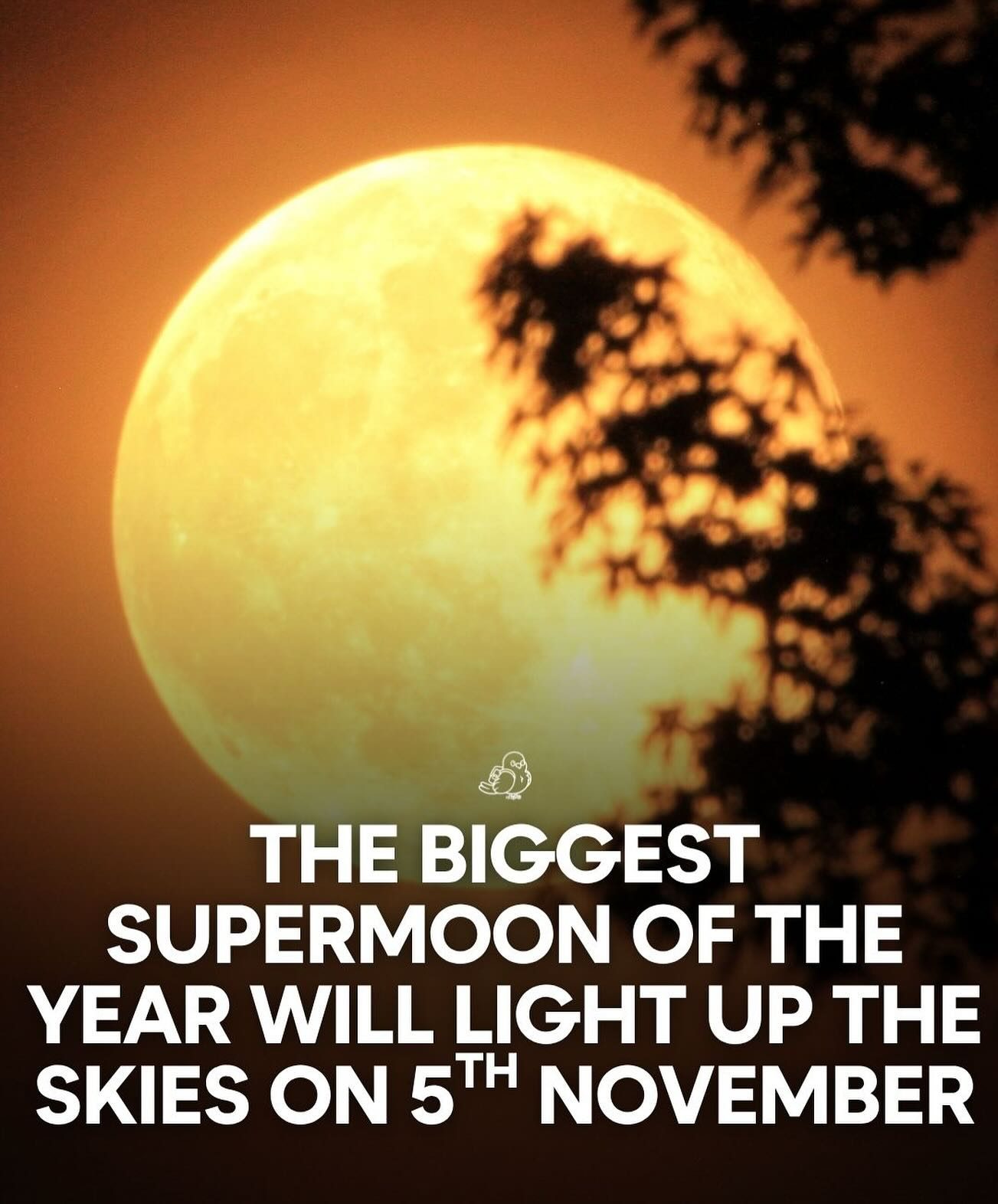 November's Supermoon: See the Beaver Moon at Its Brightest