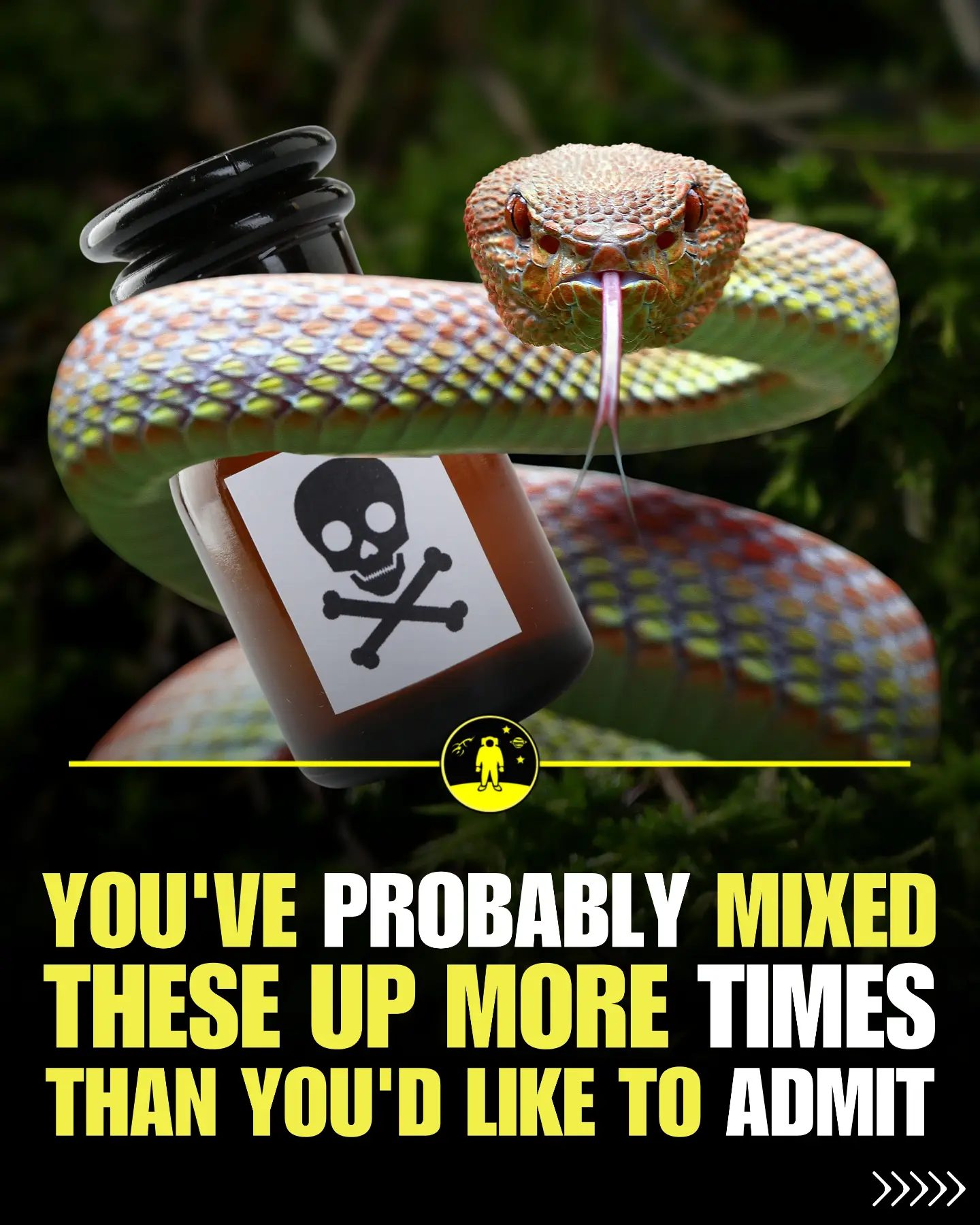 Learn the Difference: Venomous vs Poisonous, Alligators vs Crocodiles