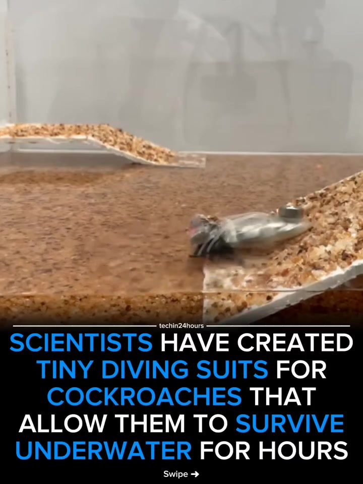 Cockroaches in Diving Suits for Underwater Rescue Missions
