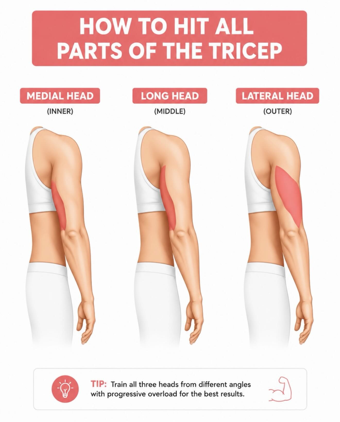 The Ultimate Guide to Training All Three Tricep Heads