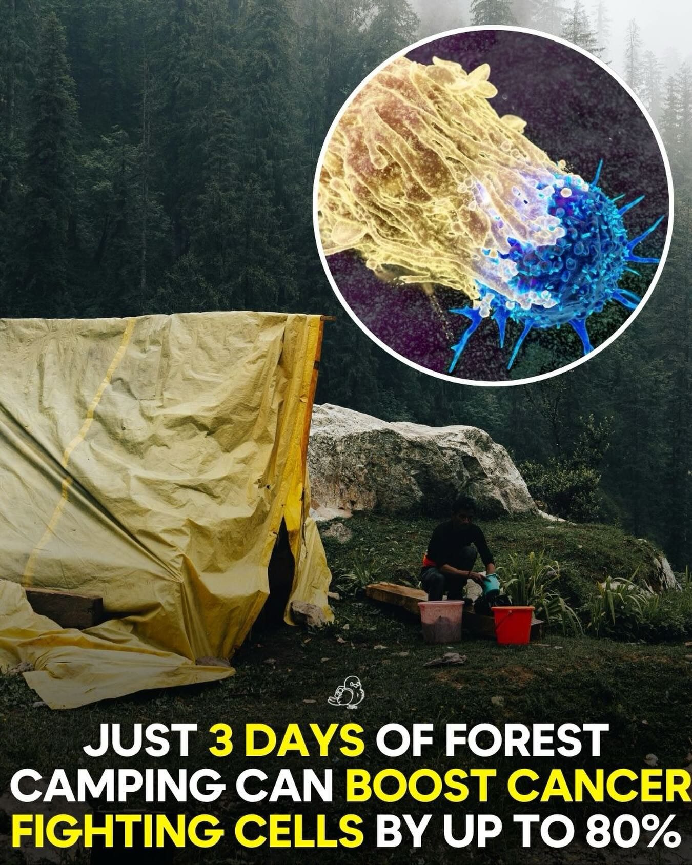 Three Day Forest Camping Can Boost Natural Killer Cells