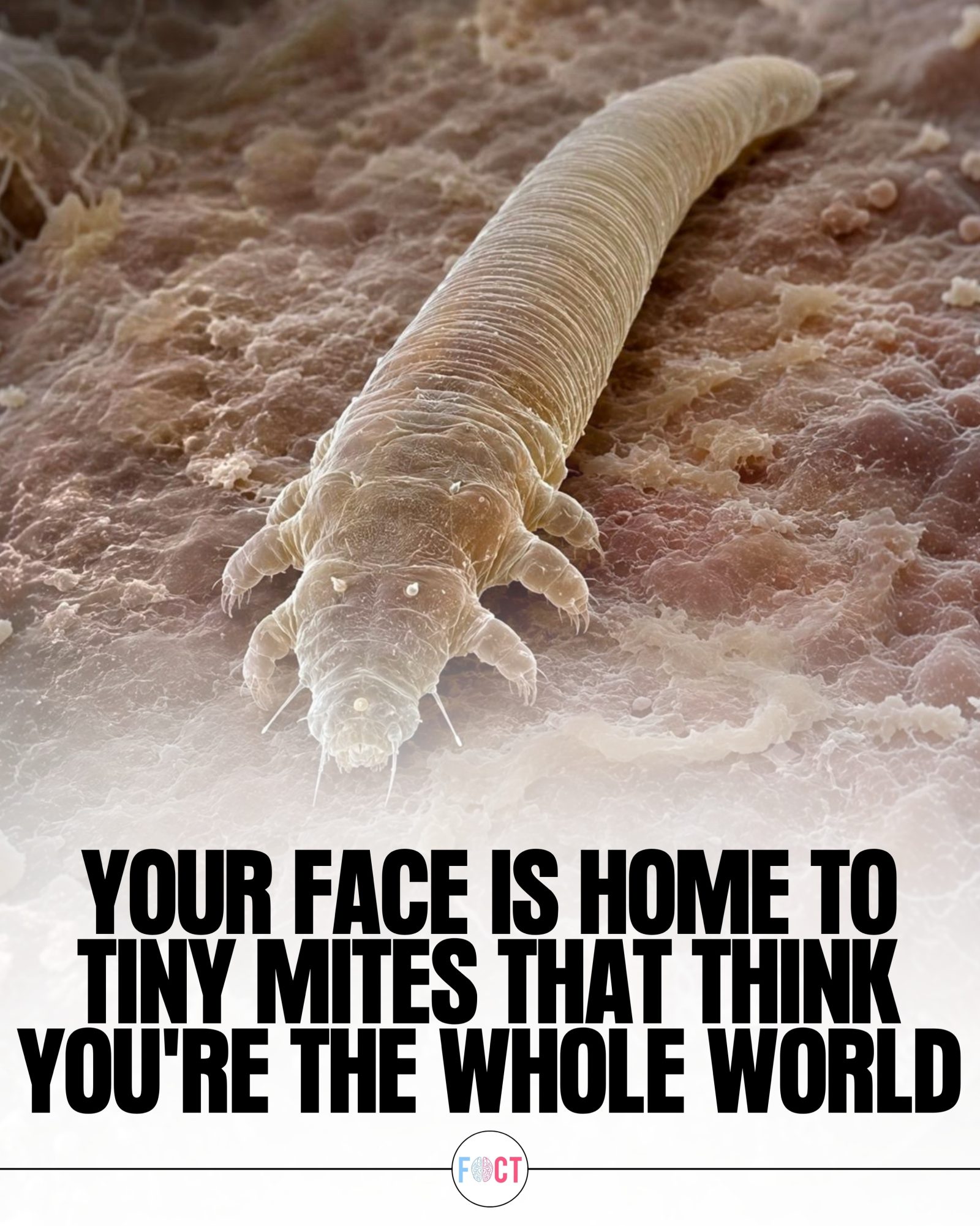Mites Living on Your Face: A Hidden World