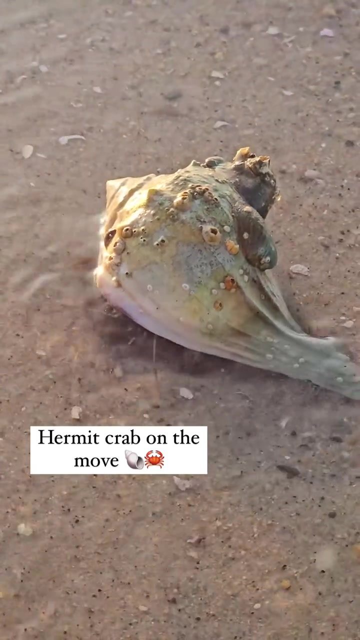 Hermit Crabs: The Beachcombers With Patterned Homes