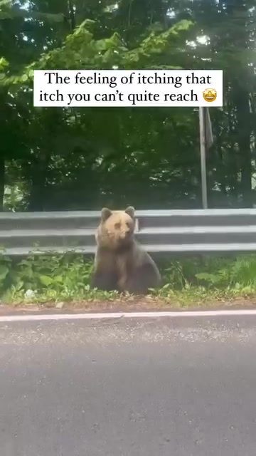Backpacking: Bear Encounter on the Road
