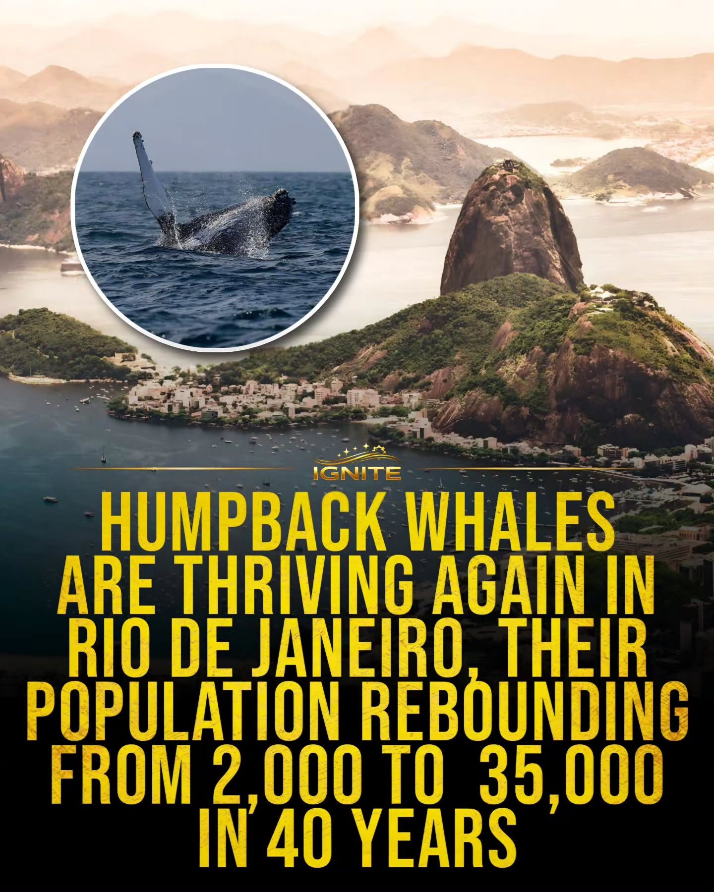 Humpback Whale Recovery in Rio: 2,000 to 35,000 in 40 Years