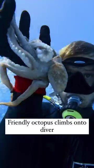 Octopus and Diver: An Underwater Friendship