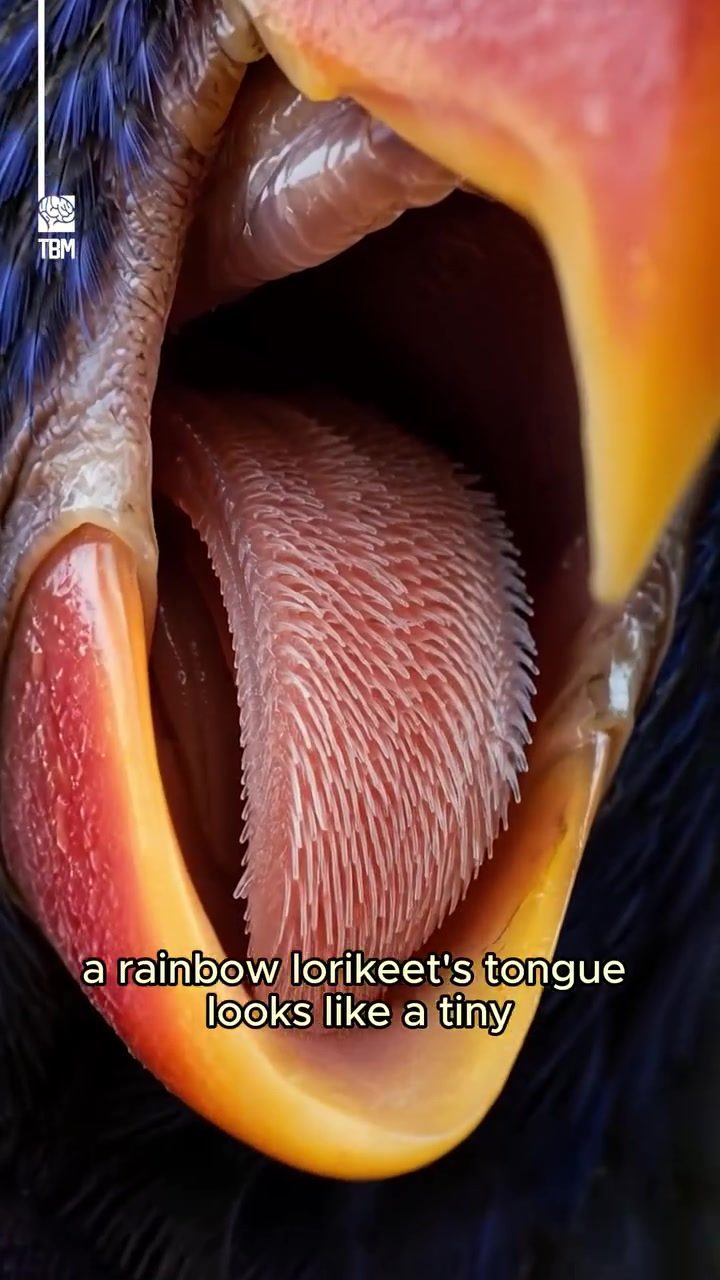 Rainbow Lorikeets' Brush Tongue: Pollination in Action