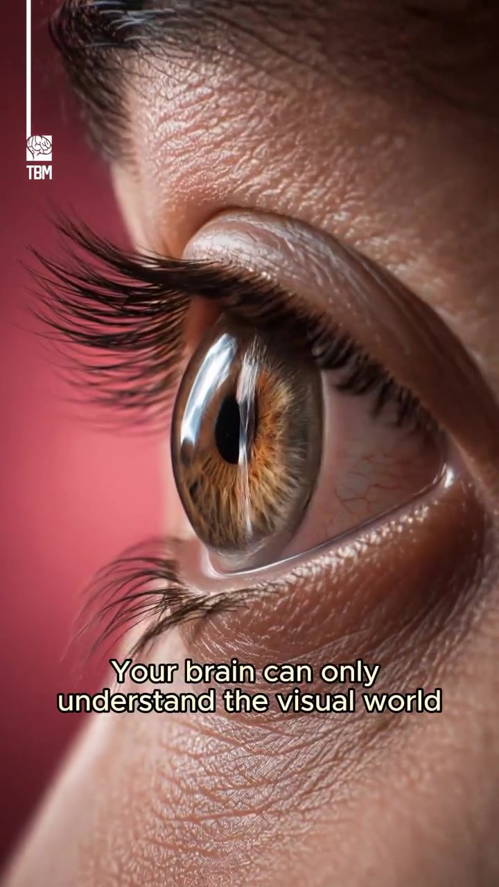 The Optic Nerve's Path to Visual Perception