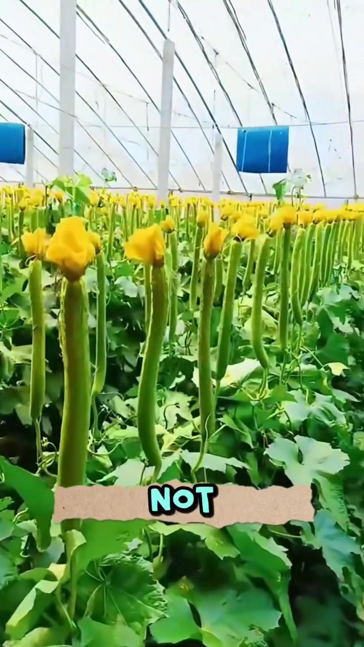 The science behind growing straight loofahs