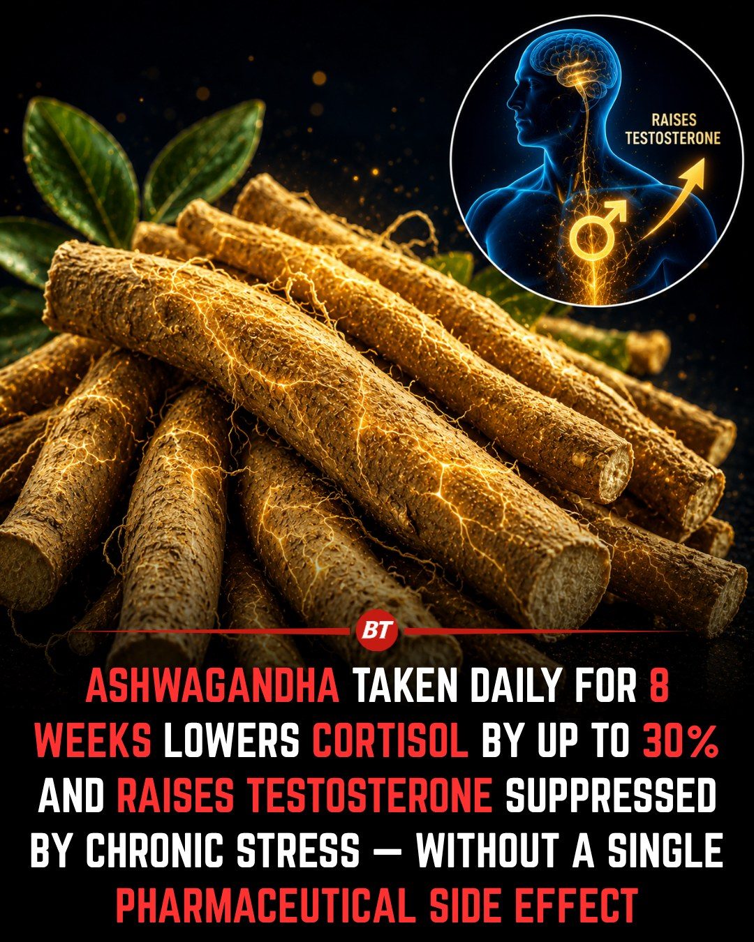 Ashwagandha: Stress Relief & Testosterone Benefits