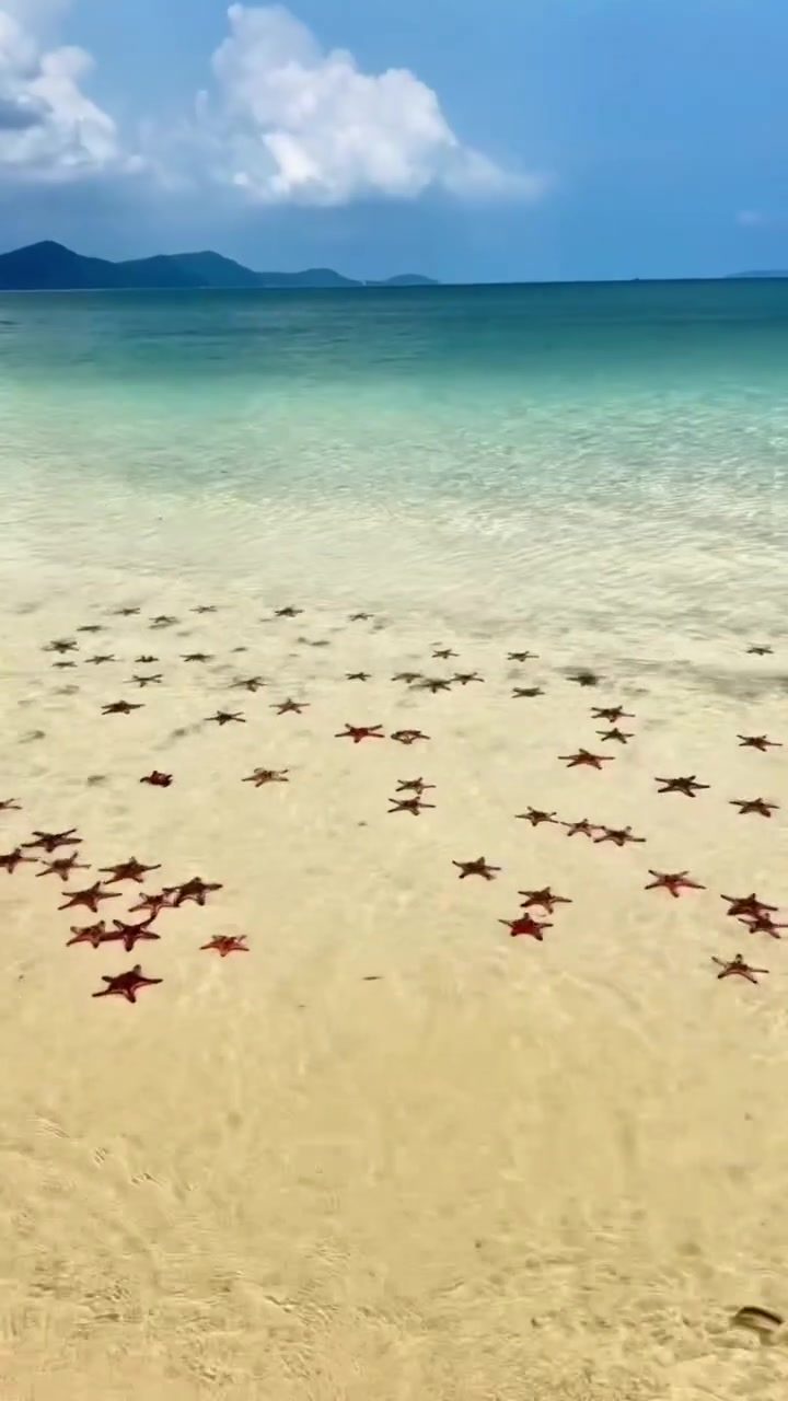 Vibrant Red Starfish Beach: A Natural Marvel