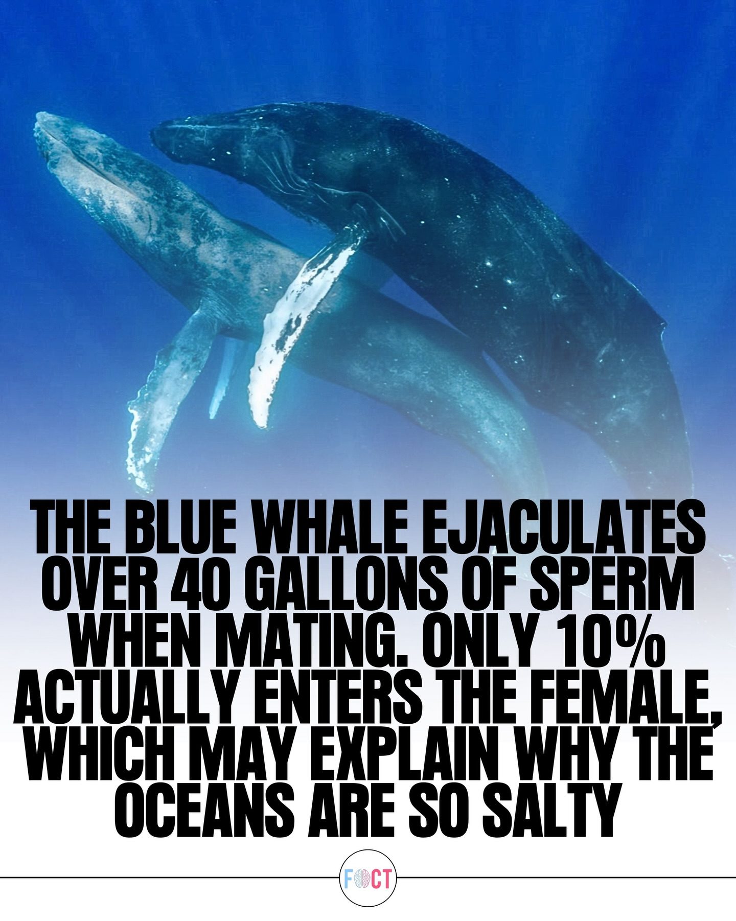Blue Whales: The Surprising Truth About Their Reproduction