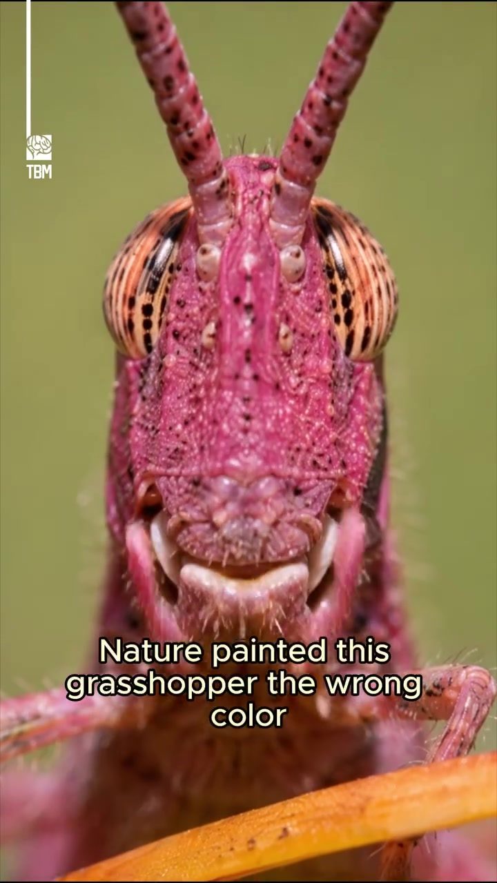 The Rare Pink Grasshopper: A Cotton Candy Colored Insect