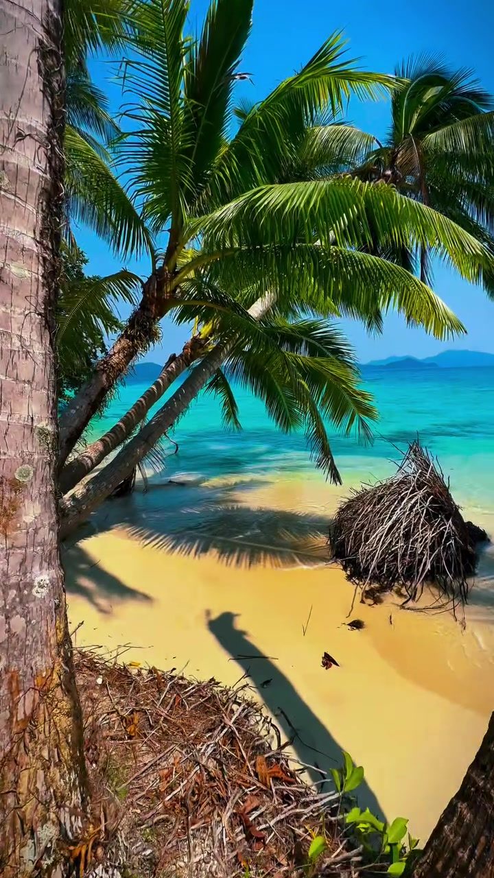 Tropical Beach Escapes: The Magic of Thailand's Palms and Waves