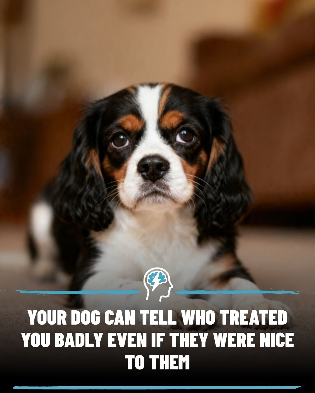 Dogs' Amazing Ability to Sense Human Emotions