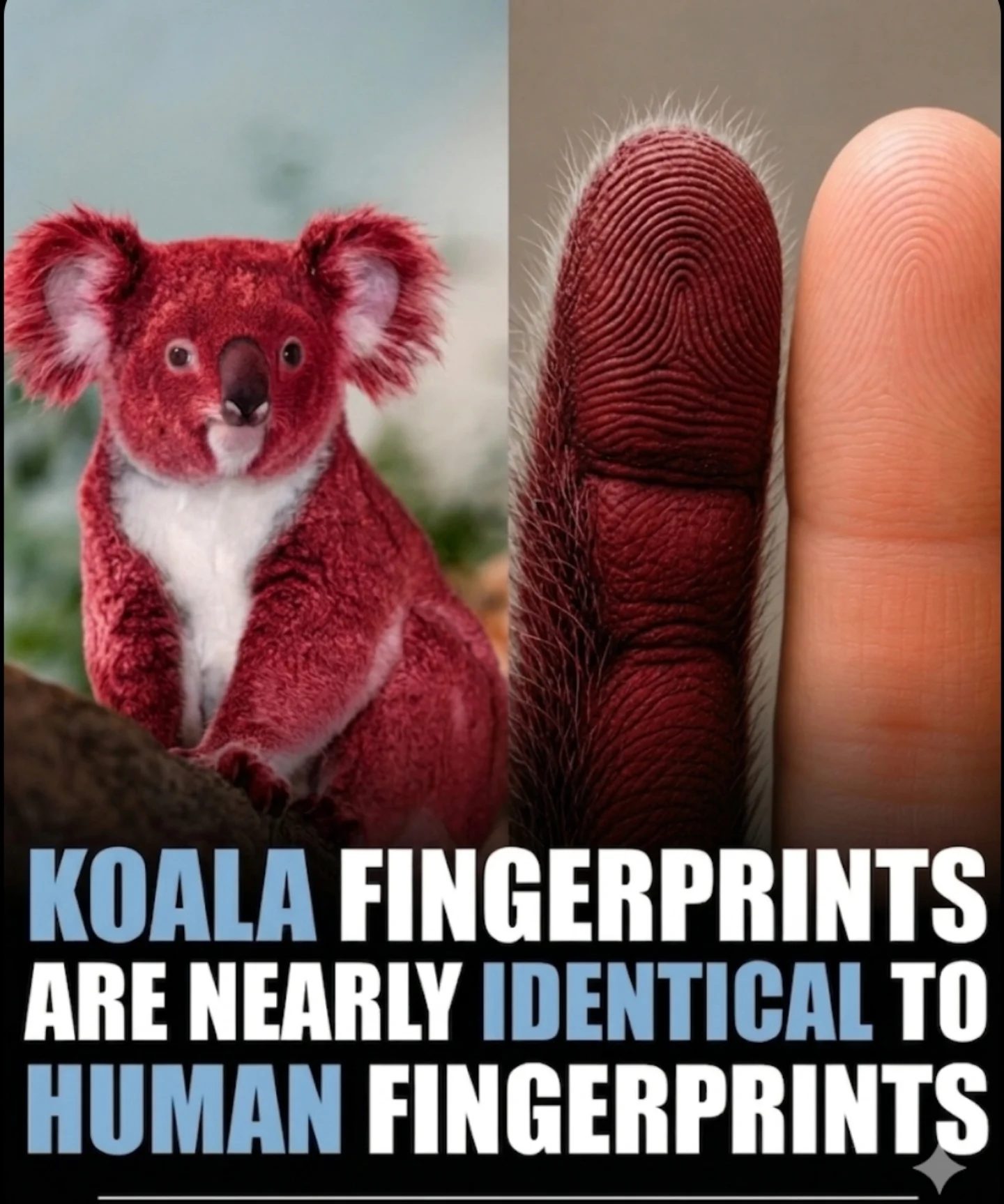 Koala Fingerprints: A Surprising Evolutionary Mirror to Humans