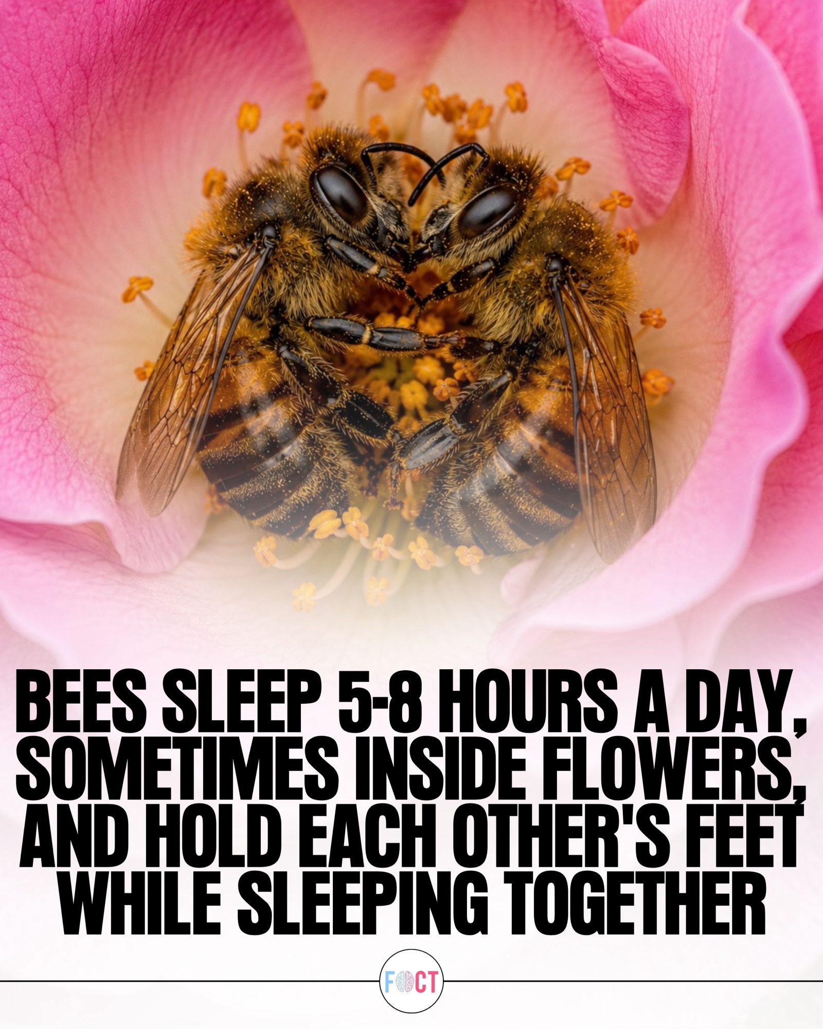 Bee Sleep Patterns: How Bees Rest and Why It Matters