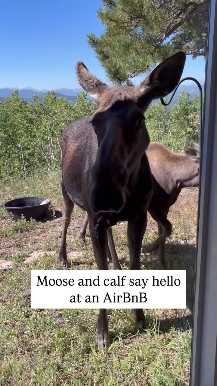 Moose and Calf Visit Airbnb: A Backpacker's Surprise Encounter