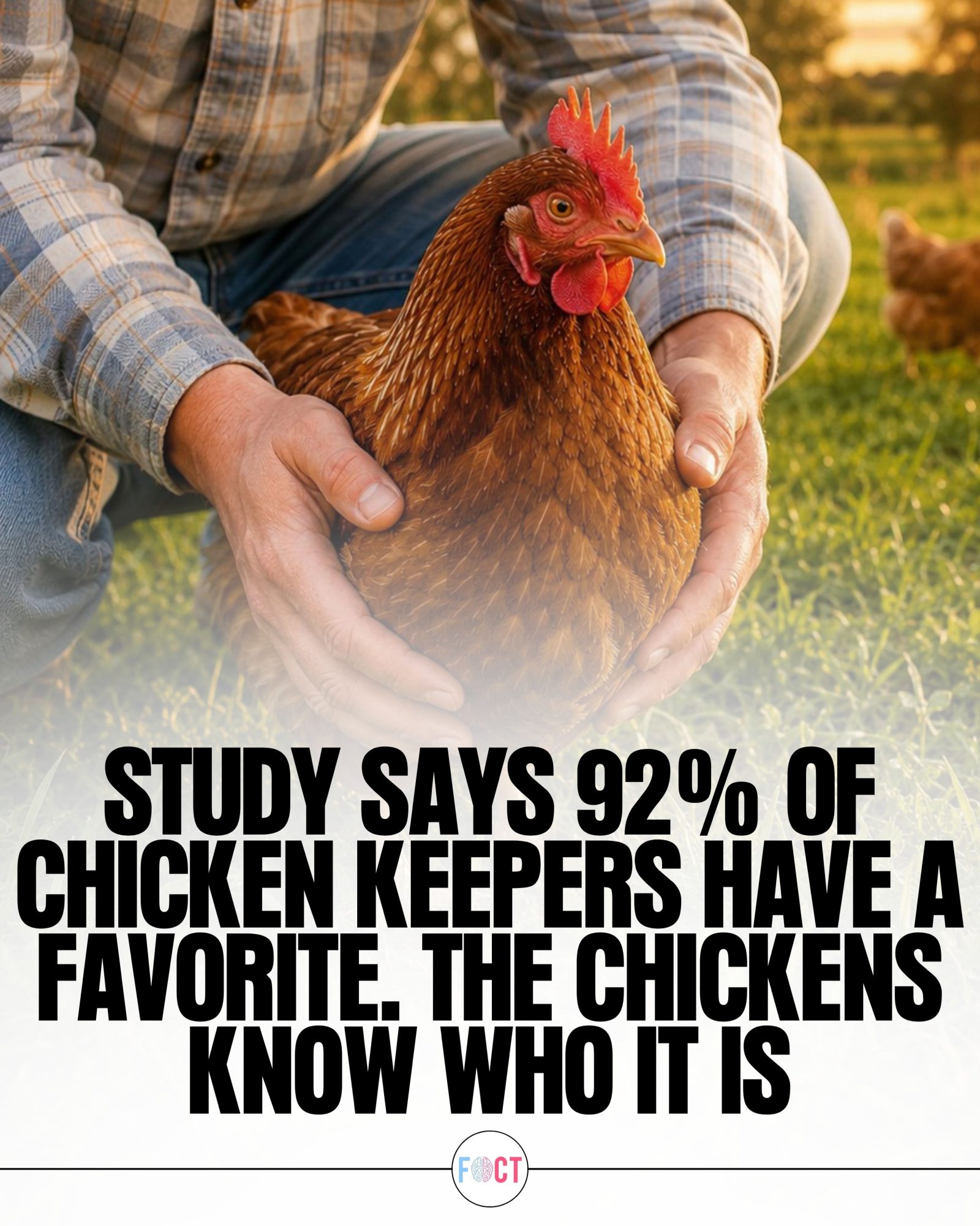 Chickens Know When You Have a Favorite, Study Shows