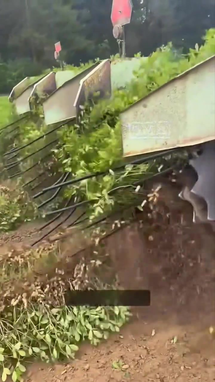 Efficiency of Modern Peanut Harvesting Technology