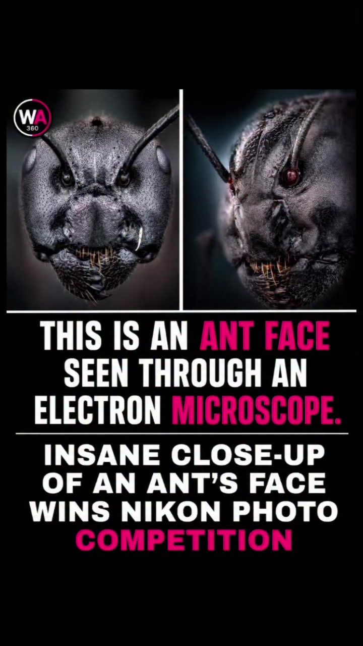 Extreme Close-Up: Ant Face Magnified to Reveal Hidden Beauty