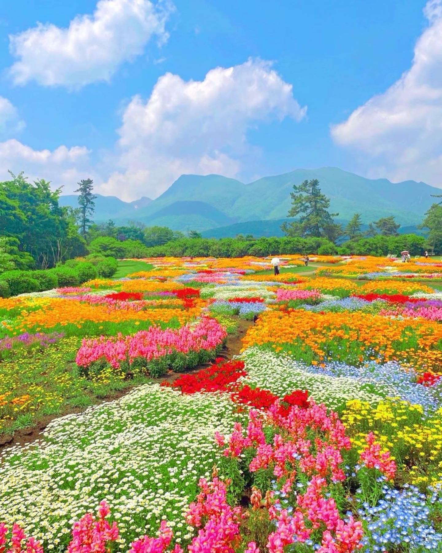Japan's Spring Flower Fields and Rose Tunnel