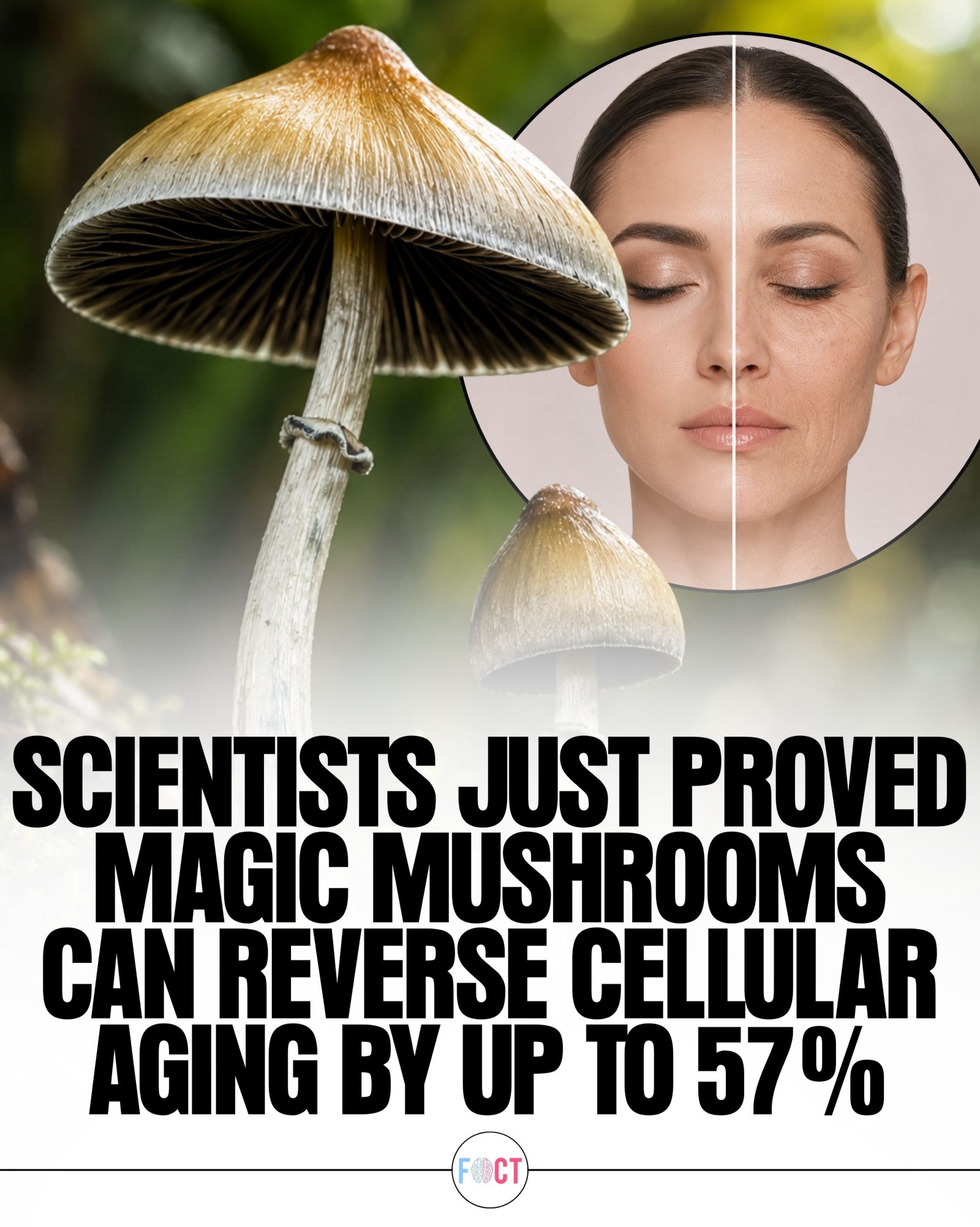 Scientists Find Psilocybin in Magic Mushrooms Reverse Aging