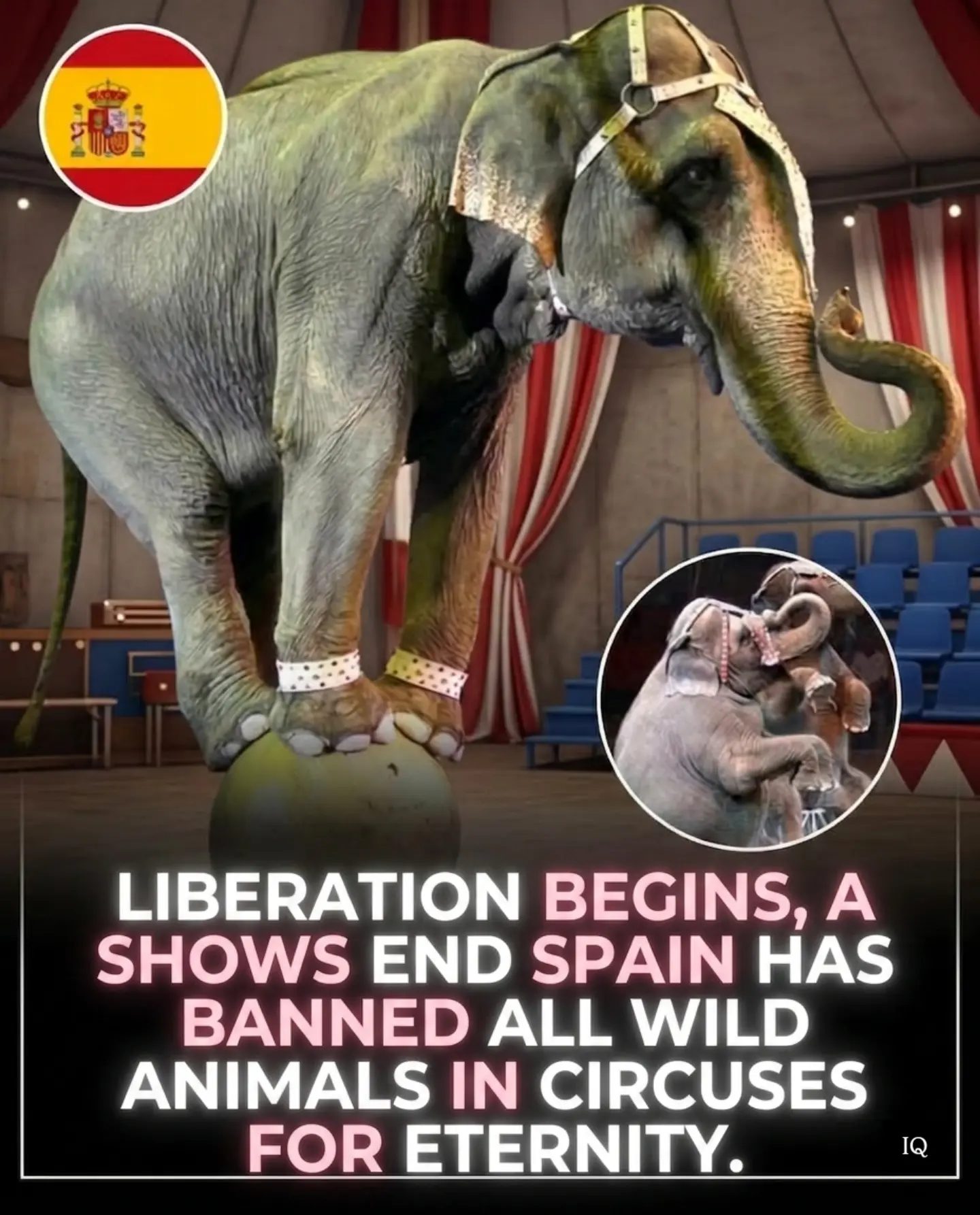 Spain's Circus Ban: A Victory for Animal Welfare and Ethical Entertainment.