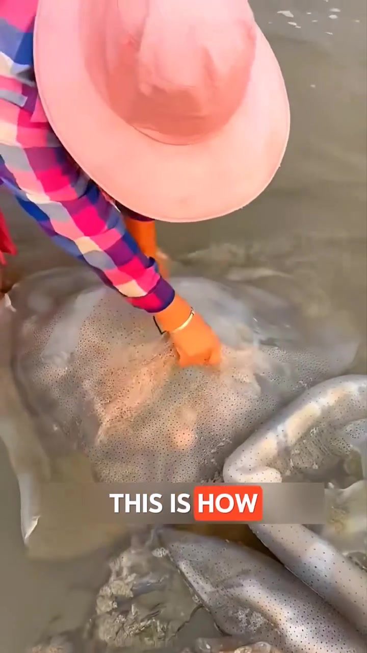 Jellyfish Harvesting: The Curious Process of Turning Jellyfish Skin into Food