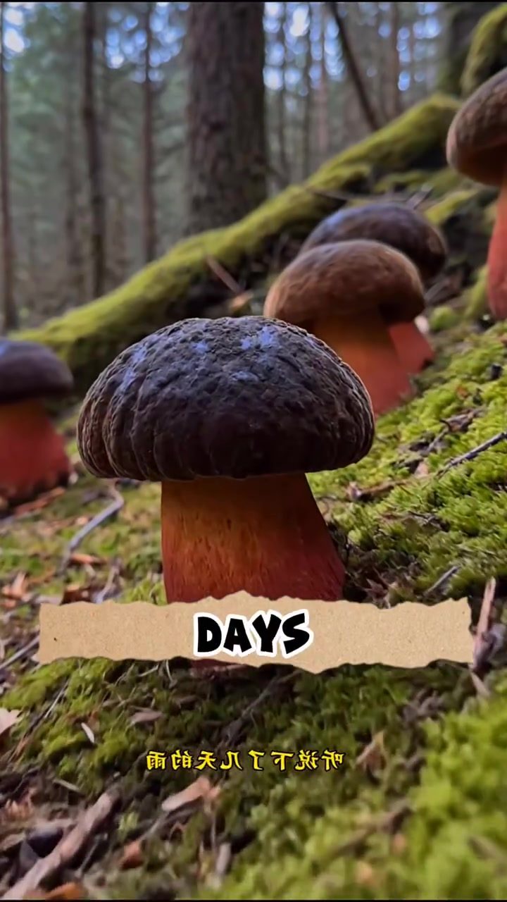 Unveiling the Magic of Forest Mushroom Hunting