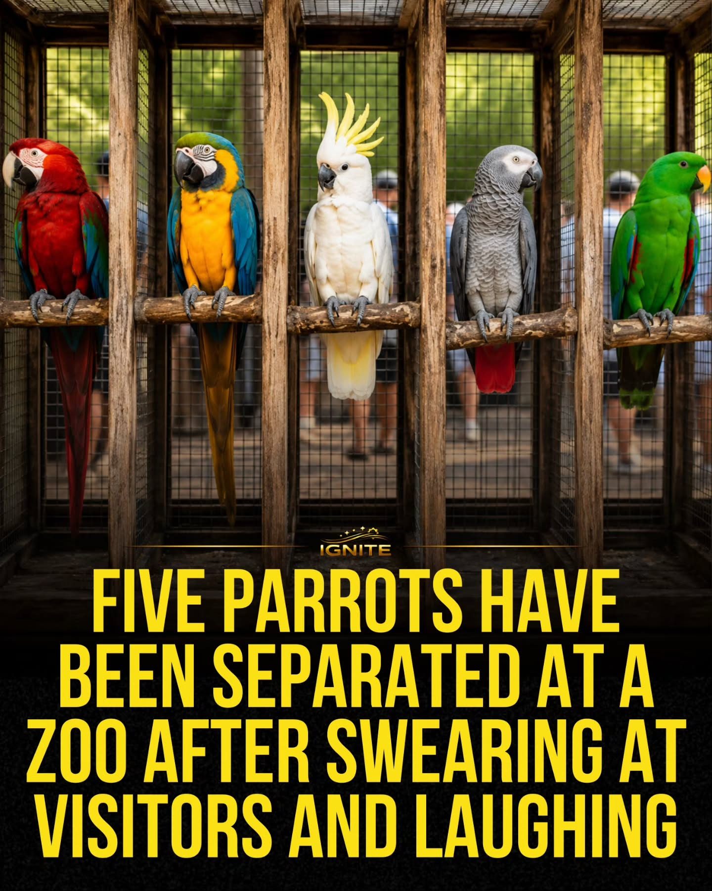 Zoo Parrots Swore and Laughed, were Separated