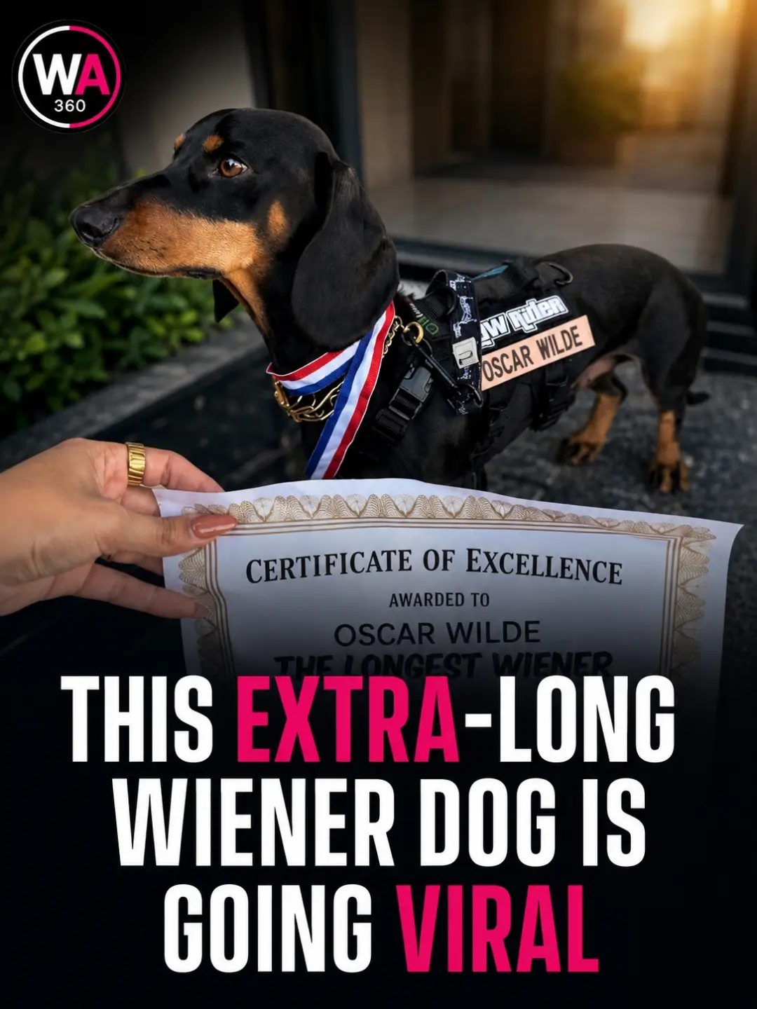 Meet the Longest Dachshund: Oscar Wilde's Amazing Journey