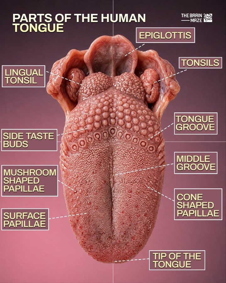 Anatomy of the Human Tongue: Structures and Functions