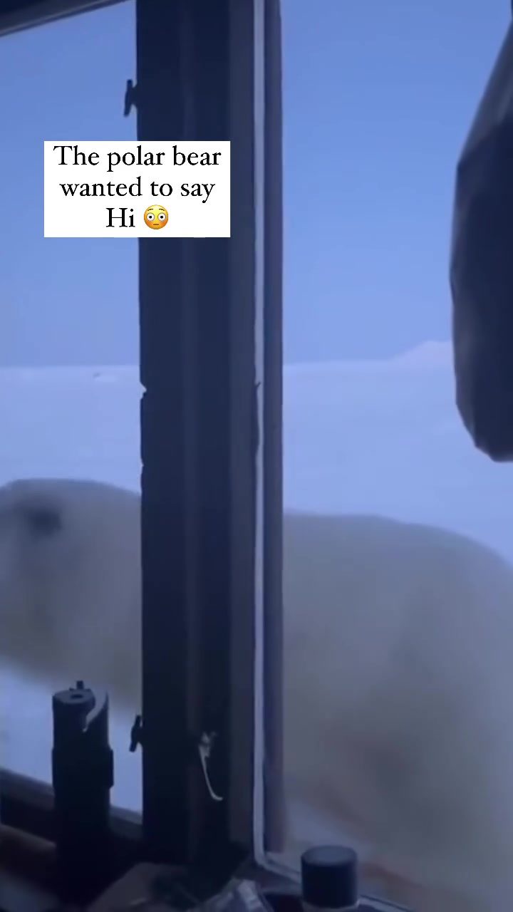 Polar Bear's Sweet Greeting From Behind The Glass
