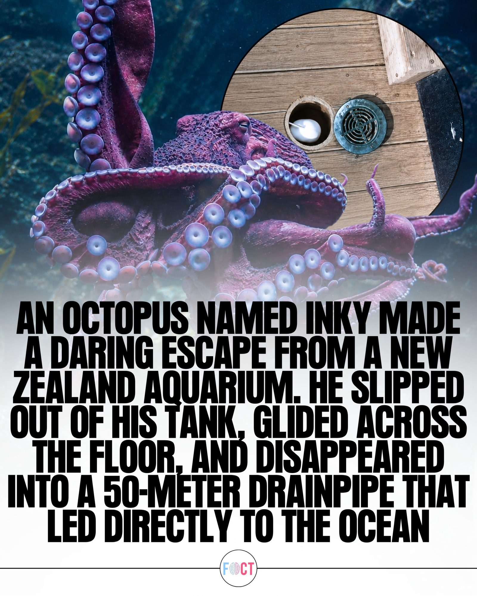 ### Inky the Octopus: The Incredible Aquarium Escape to the Ocean