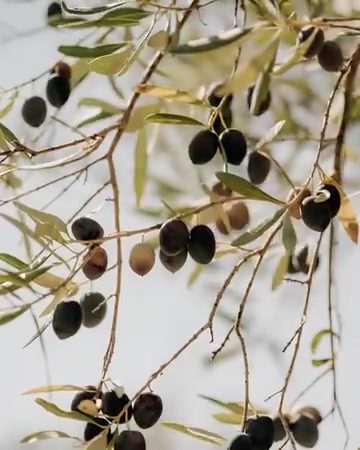 Olive Tree Branches: The Art of Ripening