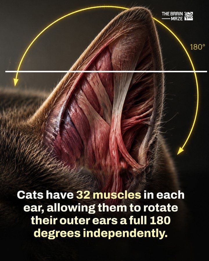 The Secret to a Cat's Superb Hearing: 32 Ear Muscles