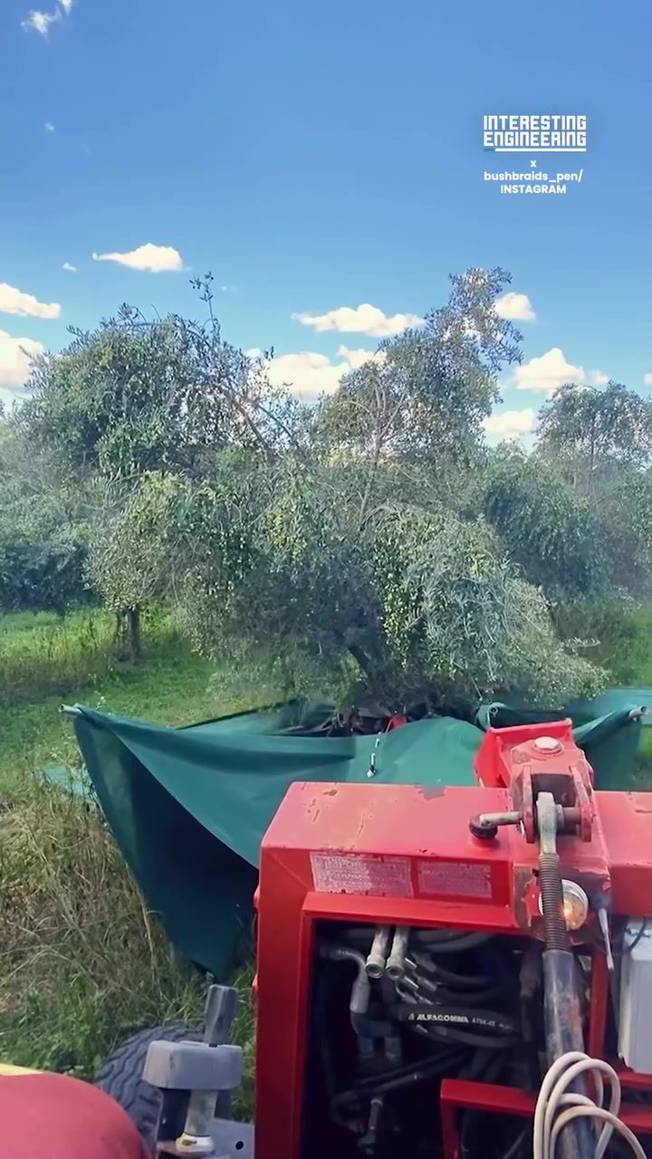 Harvesting Olives Efficiently with ALFAGOMMA ATIK-42