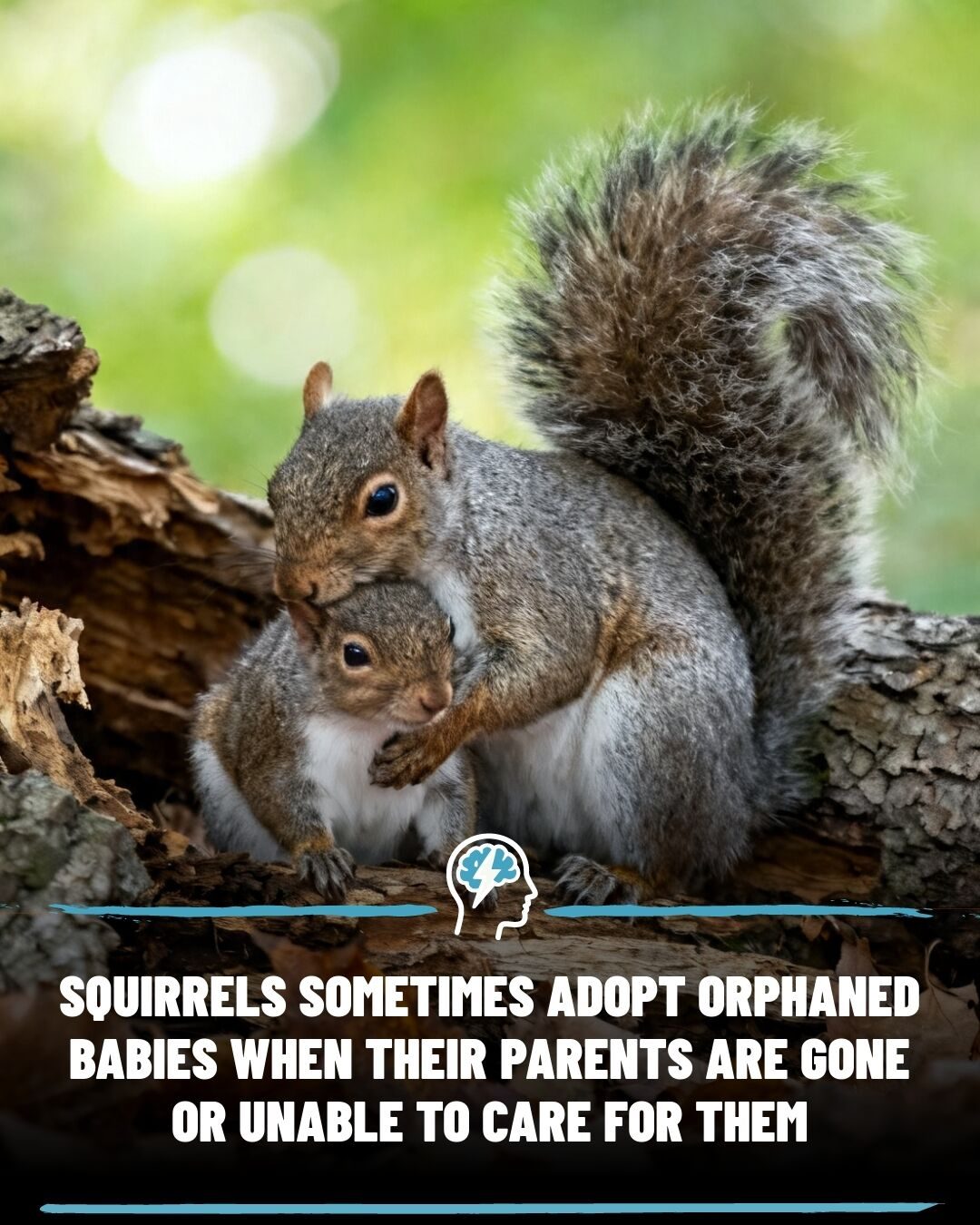 Squirrel Adoption: How Red Squirrels Care For Orphaned Kin