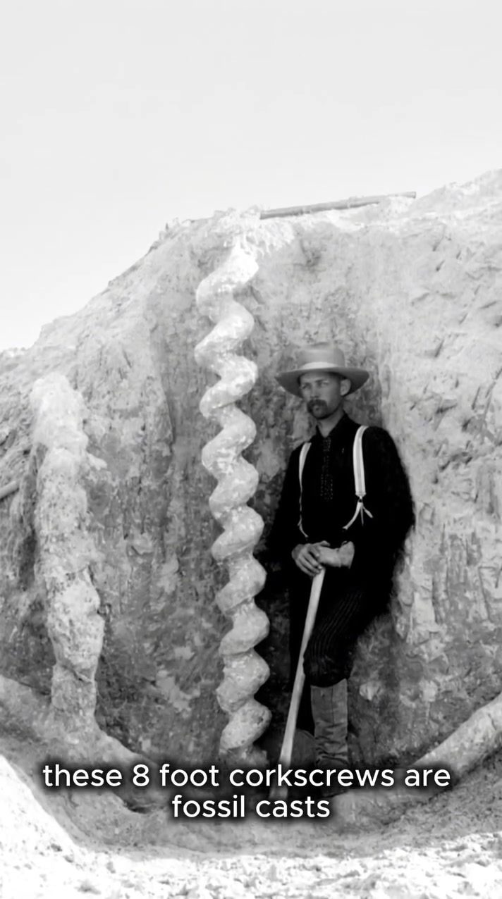 Unraveling Ancient Burrows: Fossil Casts at Agate Fossil Beds