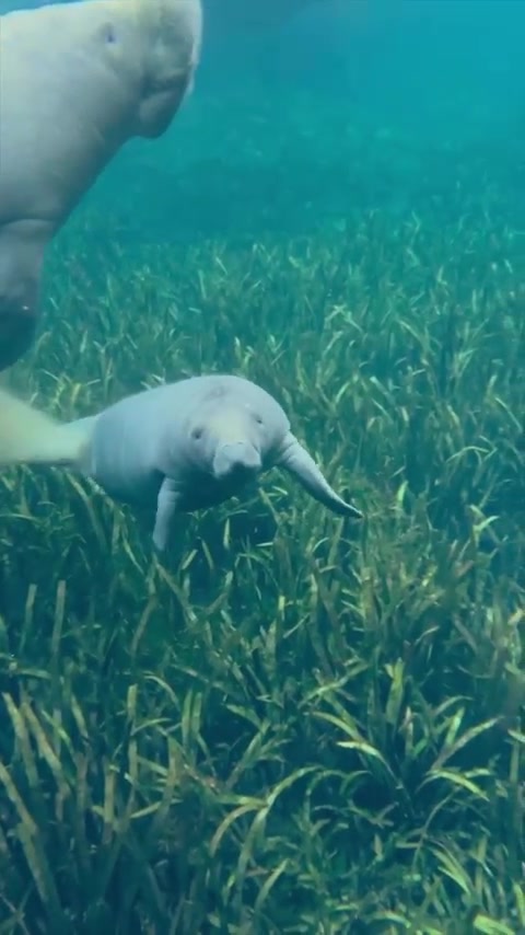 Manatees Grazing in Seagrass Habitats