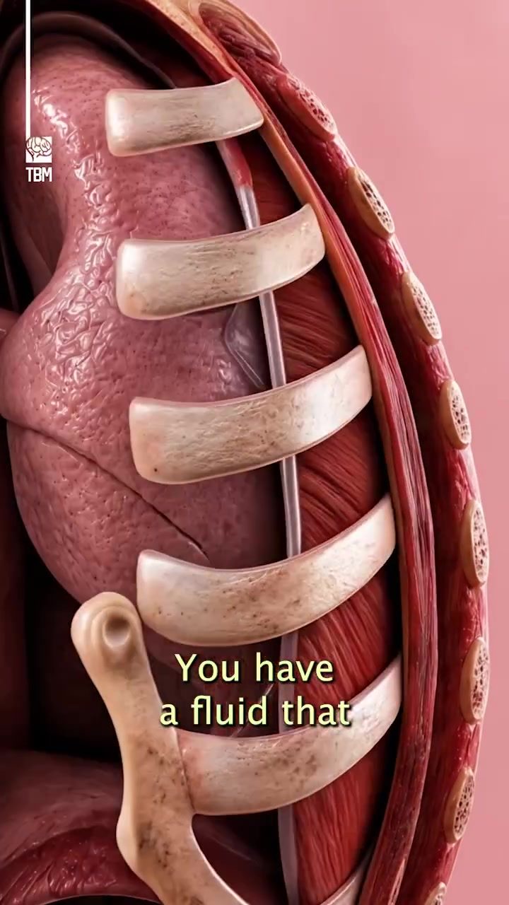 Your Body's Natural Lubrication System for Easy Breathing
