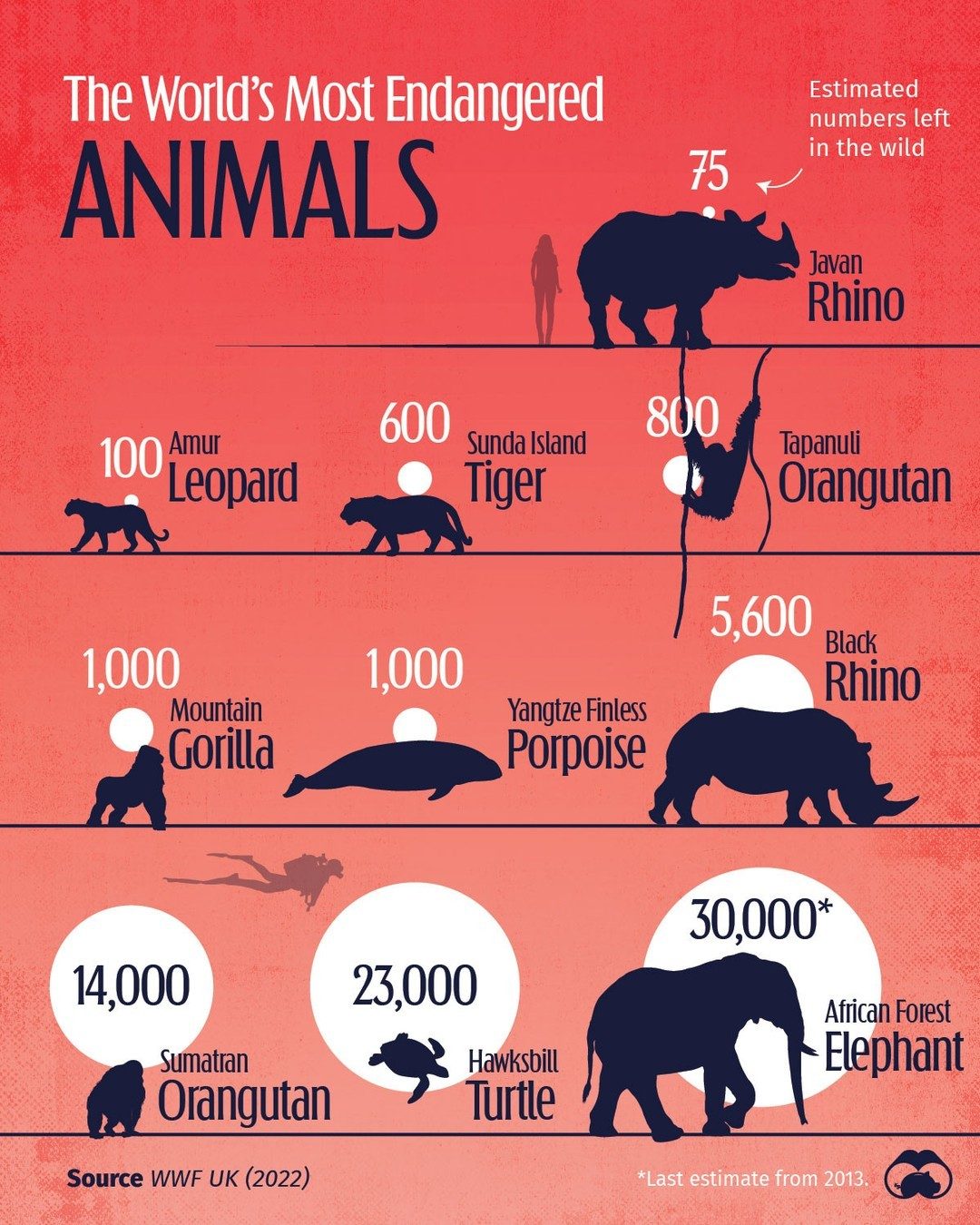 Indonesia's Most Endangered Animals and Why They Matter