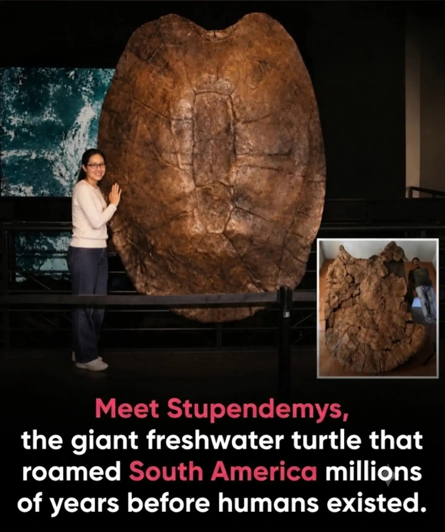 Giant Turtle Fossil Reveals Ancient South American History