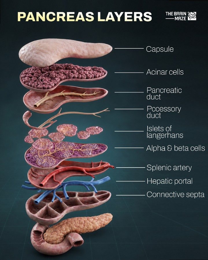 Exploring the Pancreas: Layers, Cells, and Key Structures