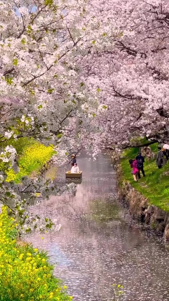 Cherry Blossom Canal: Scenic Boat Ride and Viewers