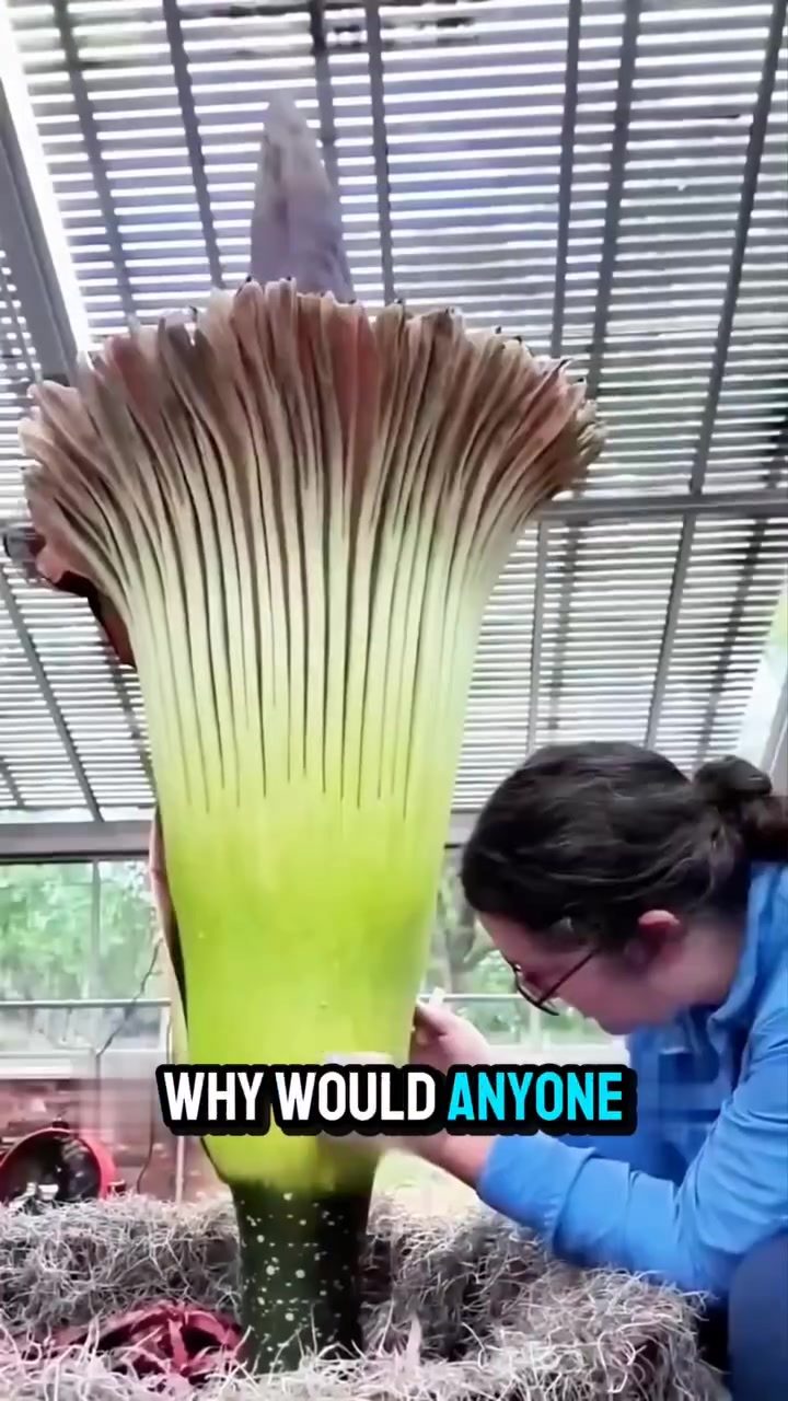 Here is the SEO title:

Saving the Corpse Flower: Scientists' Ingenious Pollen Collection Method