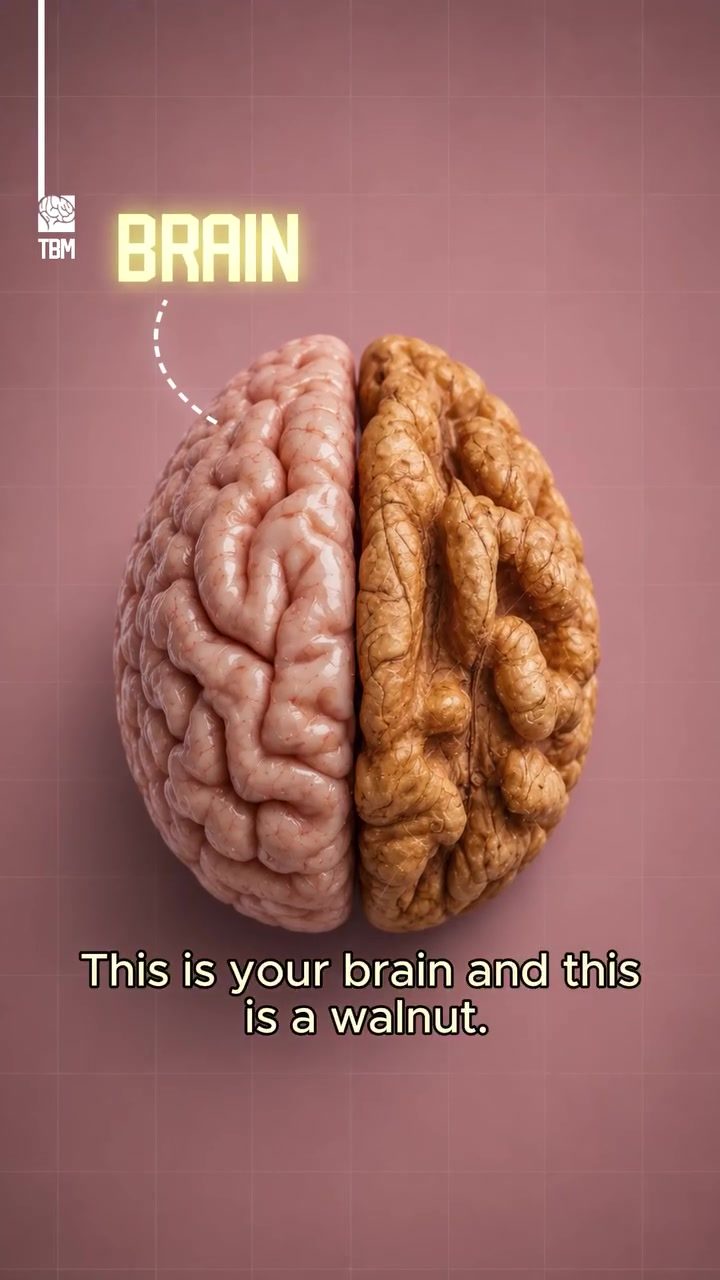 Walnuts' Surprising Benefits for Your Brain and Memory