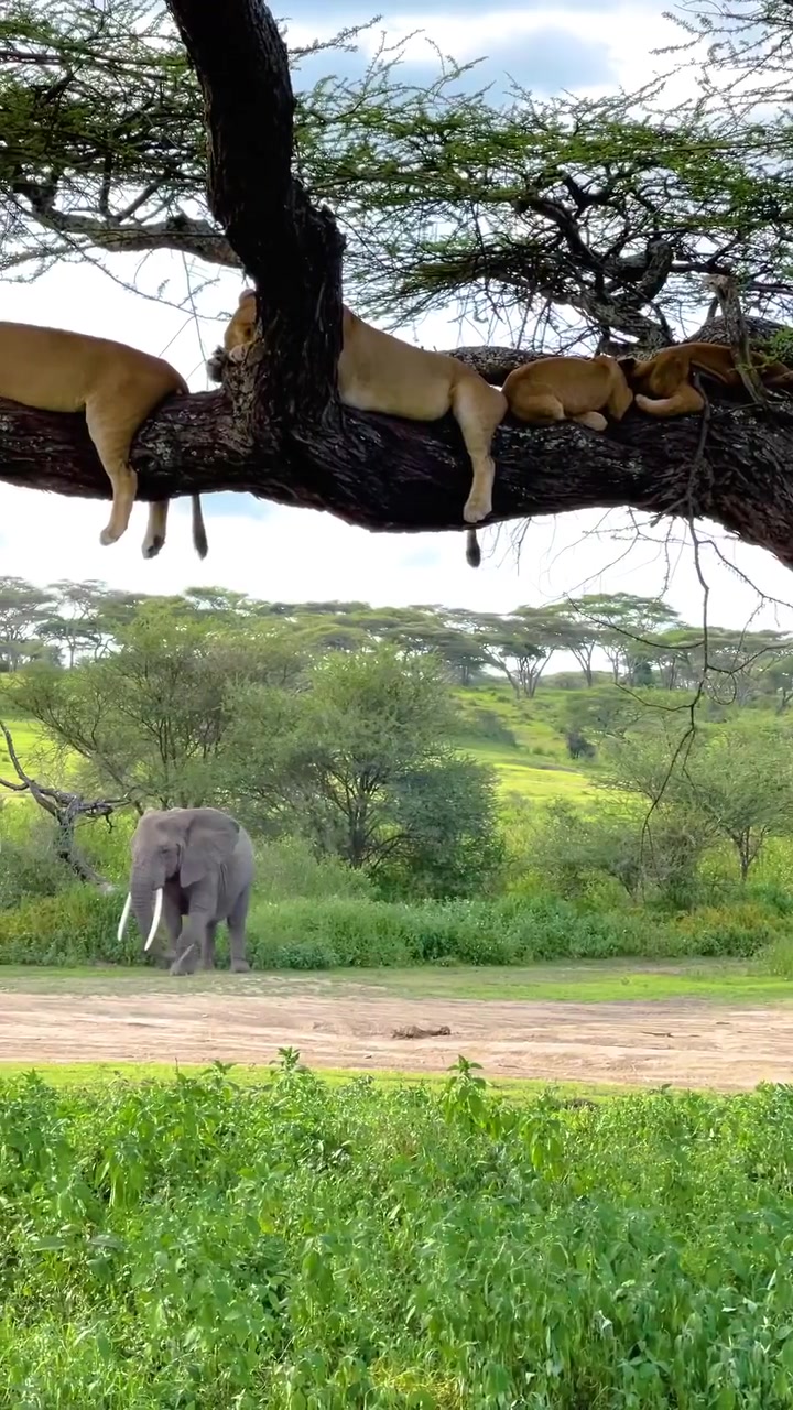 Lions Sleeping in Trees: Rare African Savanna Sight