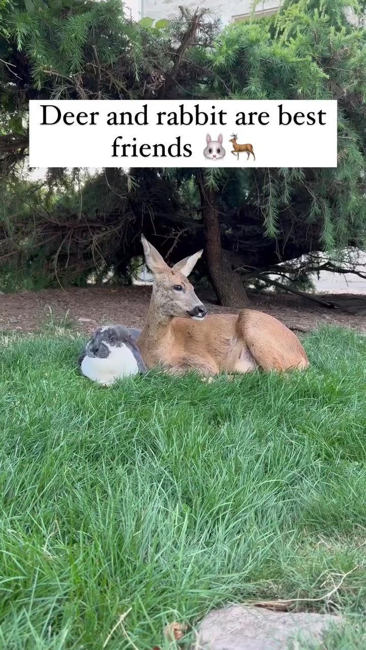 Adorable Deer and Rabbit Friendship Captured in Reel